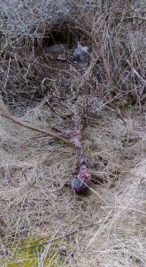 Ulv_Tornby_Hule_FlaskePosten_3