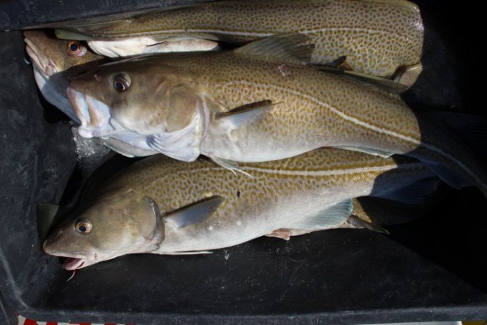Fiskeguide_WWF__FlaskePosten_1