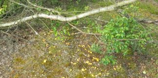 Kantarel3_flaskeposten