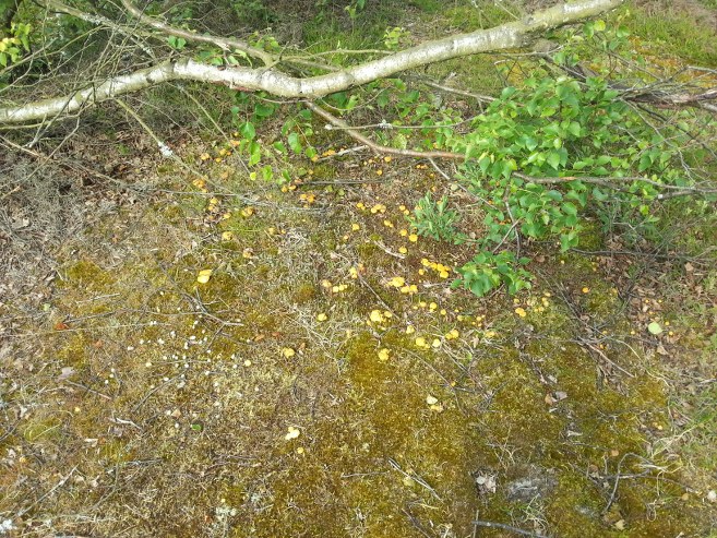 Kantarel3_flaskeposten Kantarel3_flaskeposten
