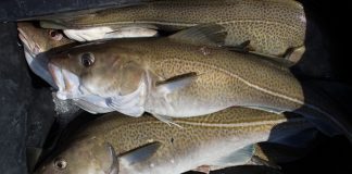 Jodniveau blev forbedret med torsk to gange om ugen