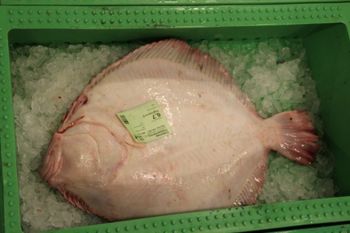 Fiskeauktion_Havnerundvisning_FlaskePosten_5