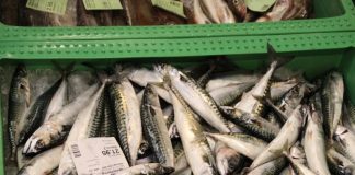 Fiskeopkøbere tilbage i arbejde efter to konkurser i Hirtshals