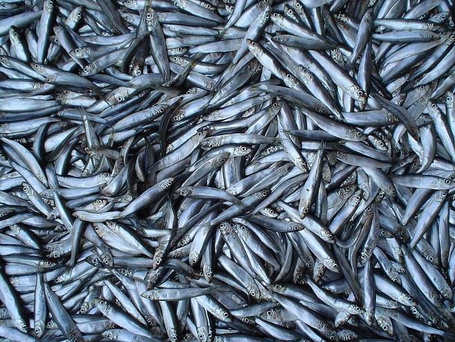 Brisling og sperling_657x493