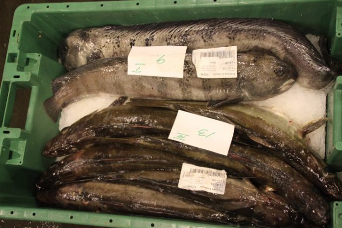 Fisk_Nordjylland_FlaskePosten_4