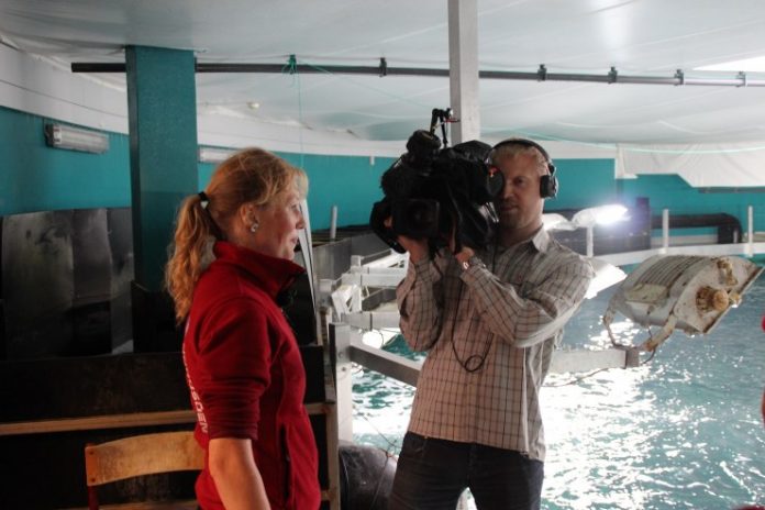 NyLilleKlumpfisk_Nordsøen_OceanariumFlaskePosten_10