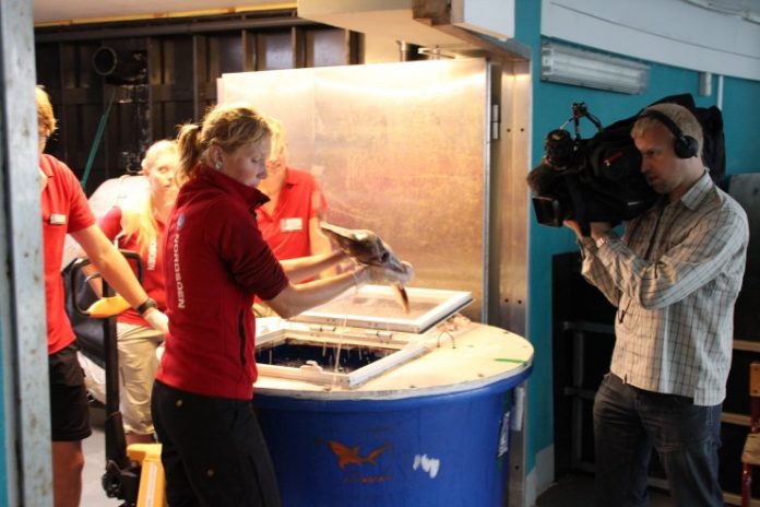 NyLilleKlumpfisk_Nordsøen_OceanariumFlaskePosten_6