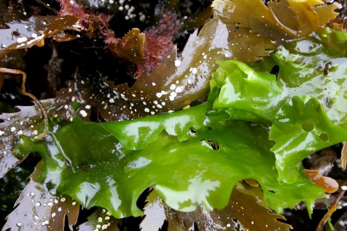 Tang_Efterårsferie_Nordsøen_Oceanarium_FlaskePosten_1