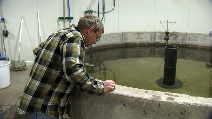 Danish_Salmon_TV2_Nord_FlaskePosten_1