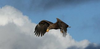 Ørnereservatet er på vingerne i efterårsferien