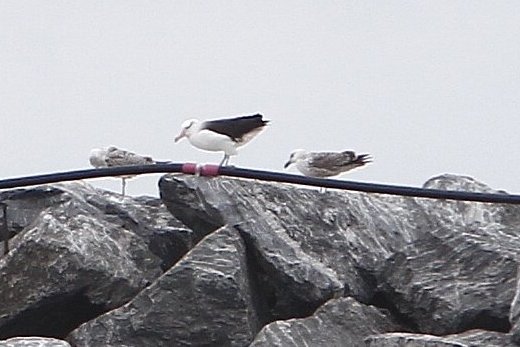 Albatros_Hirtshals_FlaskePosten_2