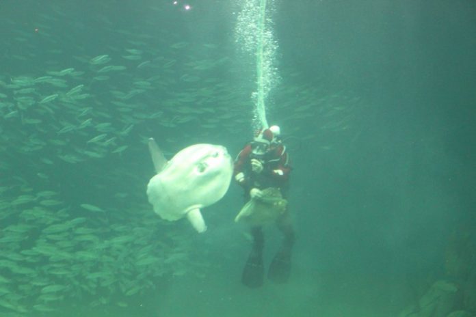 AlexandraProtektor_Åbning_Nordsøen_Oceanarium_FlaskePosten_14