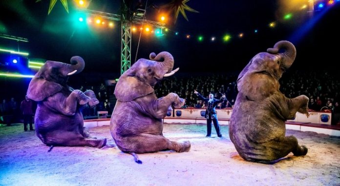 Cirkus_Arena_Hirtshals_2015_FlaskePosten_3_740x405