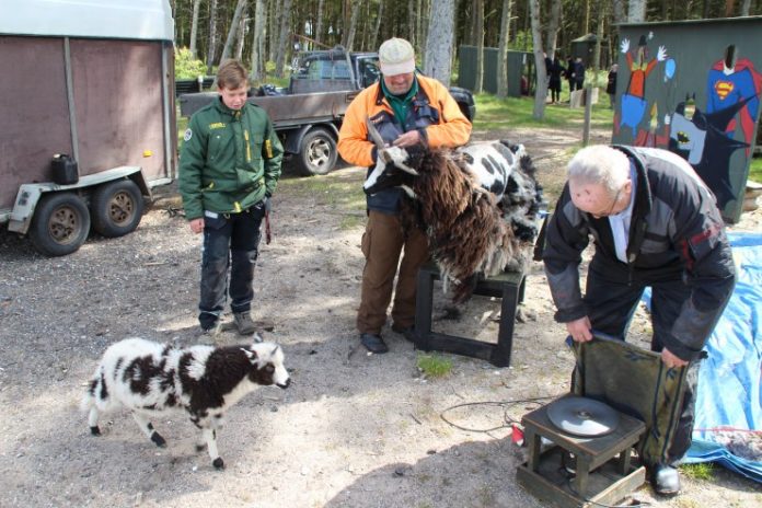 Familiekomsammen_Klipning_Geder_FlaskePosten_5
