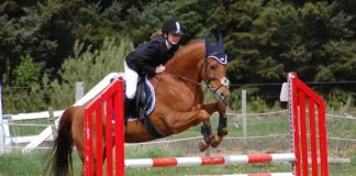 Hestene i Lysets Land