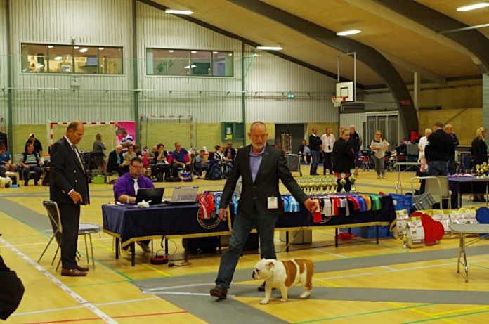Bulldog-klubben_Specialudstilling_Hirtshals_FlaskePosten_9
