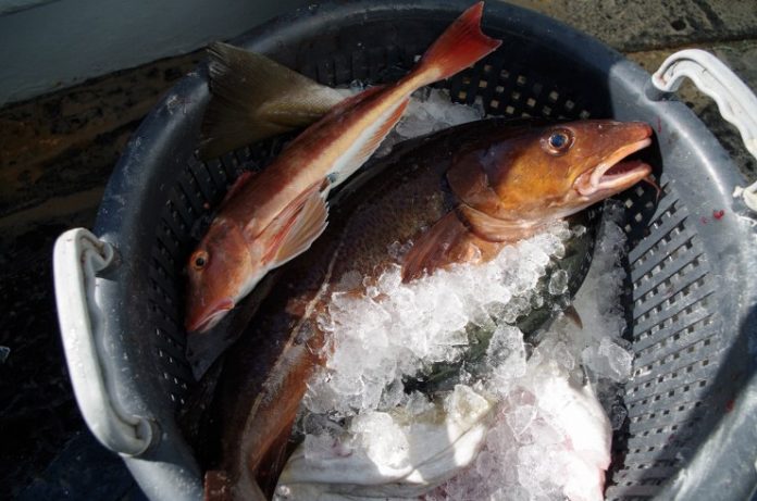 Fio_Fisketur_FlaskePosten_14