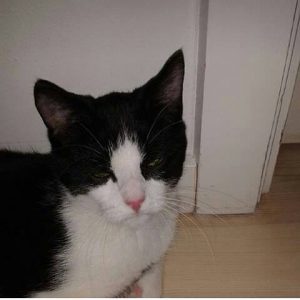 Katten_Batman_Efterlysning_FlaskePosten_1
