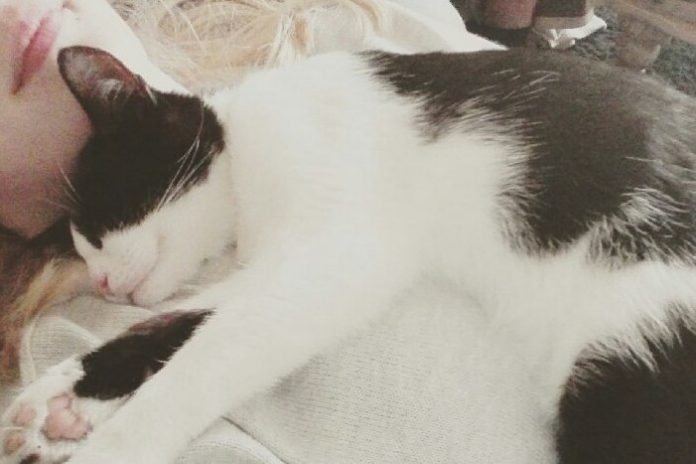 Katten_Batman_Efterlysning_FlaskePosten_2