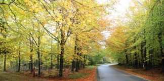 Poul Jansen: Det visne blad