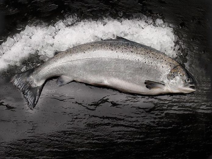Skagerak_Salmon_FlaskePosten_1