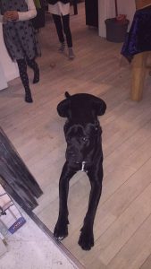 Hund_Efterlysning_FlaskePosten_1