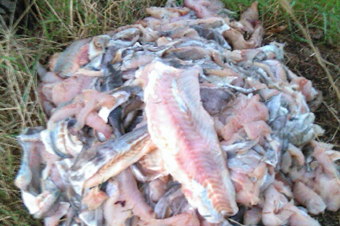 Fiskeaffald_FlaskePosten_1