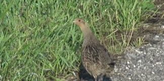 Lokalt markvildtslav laver optælling af vildt ved Horne og Asdal