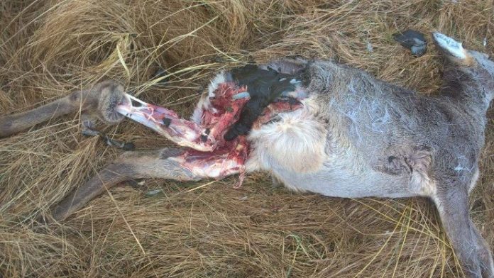 Vildt_Dyr_Tornby_FlaskePosten_1_740x417