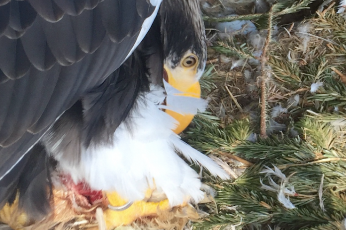 Eagleworld_Stelrede_FlaskePosten_1