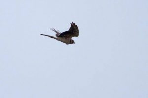 Fugle_Fyret_FlaskePosten_1