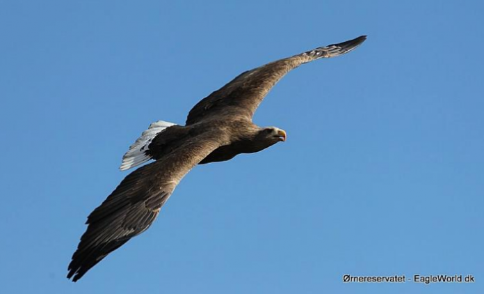 Arnulf_FlaskePosten_1