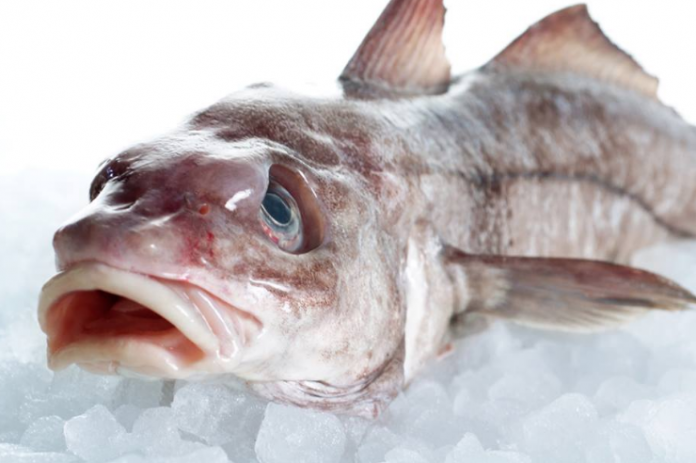Kuller_Fiskefestival_FlaskePosten_1