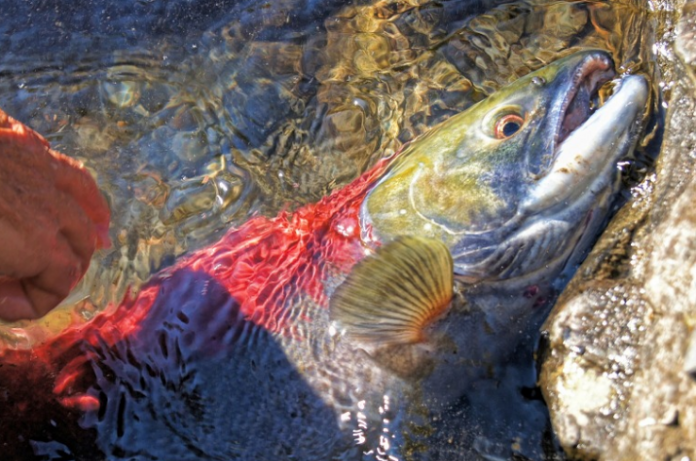 Naturmoedet_Fisk_FlaskePosten_1