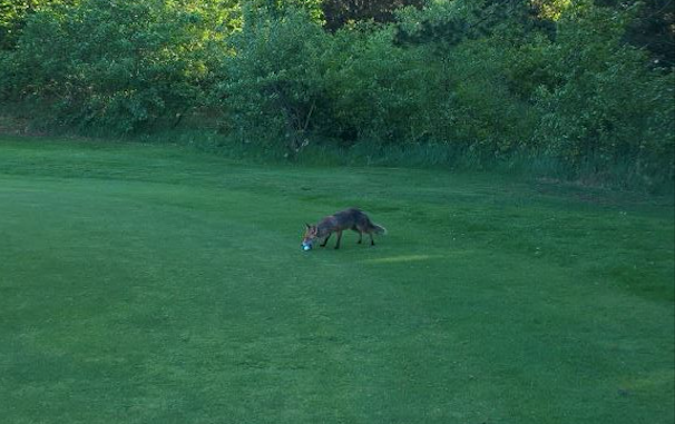 Golf_Raev_FlaskePosten_5