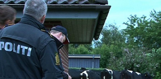 Flere end en snes kvier løs i Horne