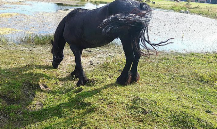 Hest_Tversted_FlaskePosten_1