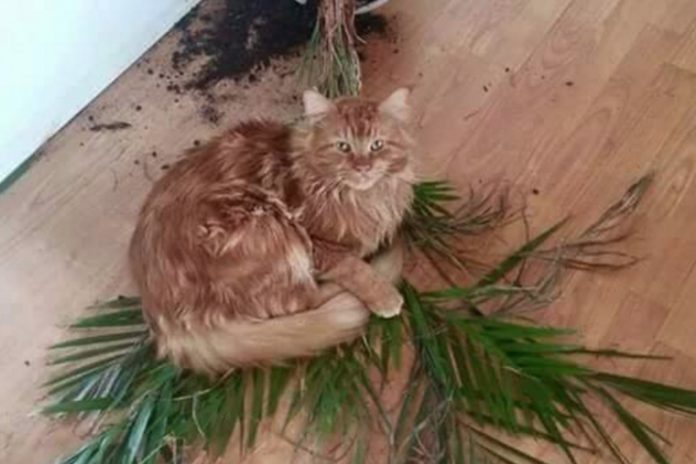 Kat_FlaskePosten_2