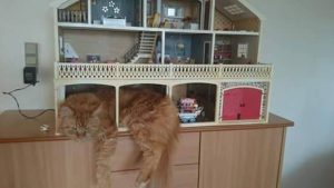 Kat_FlaskePosten_5