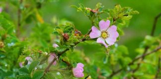 Rundvisning lørdag i Rosernes Plantage i Tornby Klitplantage