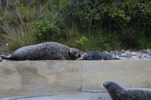 Sælunge_Oceanarium_FlaskePosten_3