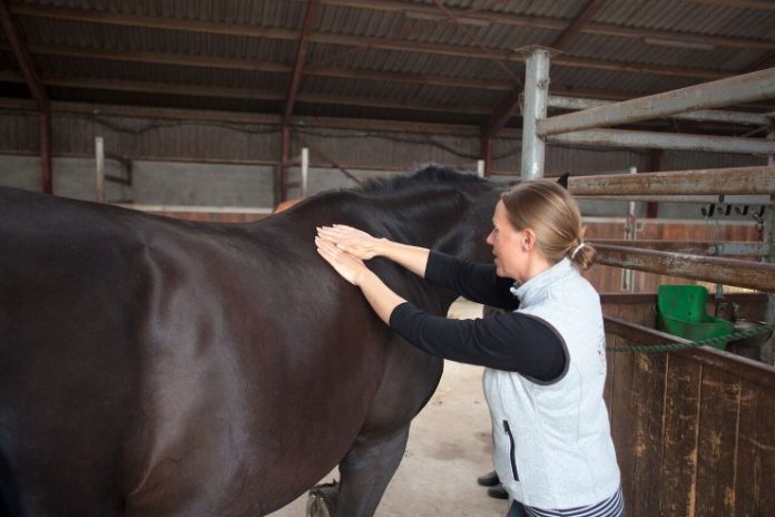 Heste_Smertelindring_FlaskePosten_2_740x493