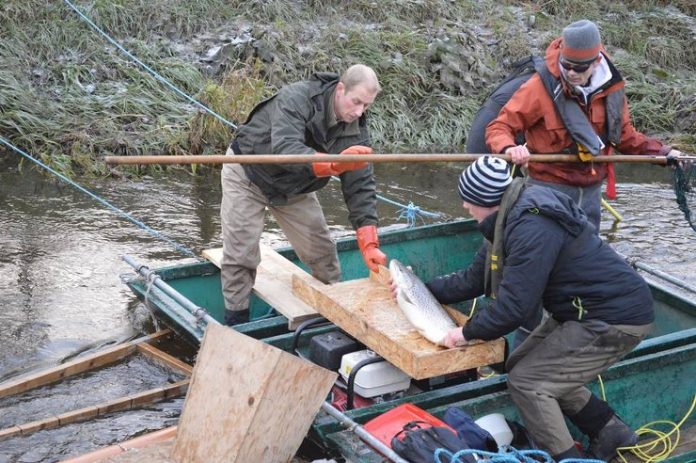 elfiskeri_uggerby_aa_flaskeposten_1_740x492