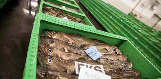 Studie: Overvågning af fiskere virker
