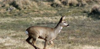 Naturmødet 2019: Eksplosiv stigning i antal påkørsler af hjorte