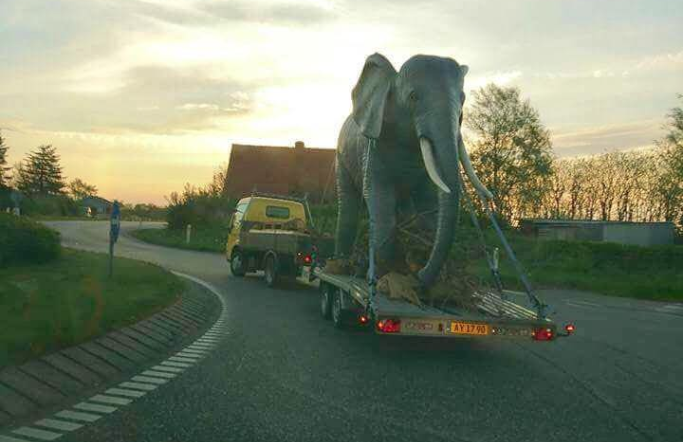 Elefant_Regnskov_FlaskePosten_1