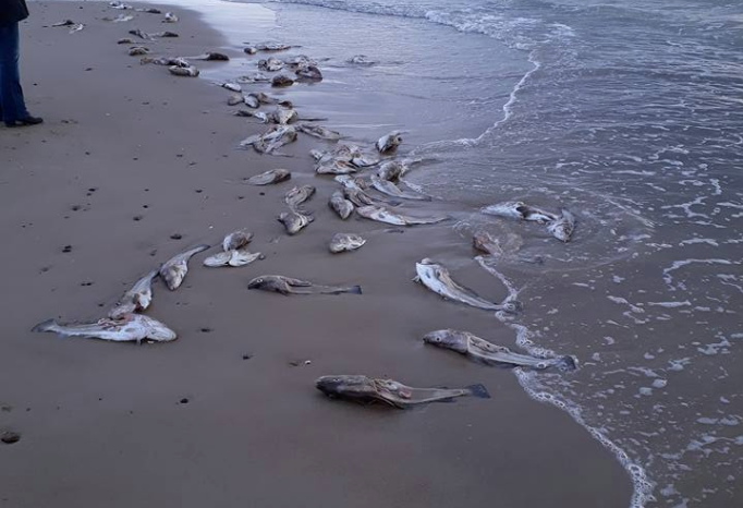 Fiskeaffald_Tornby_FlaskePosten_2