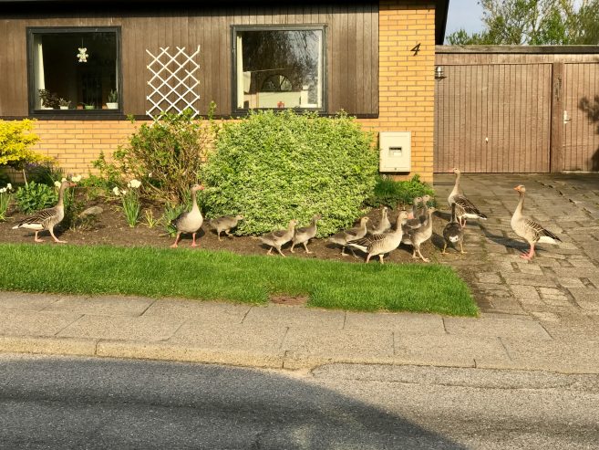 Gæs_Horne_FlaskePosten_1
