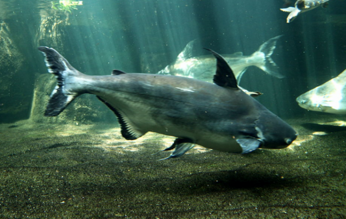 Pangasius_FlaskePosten_2