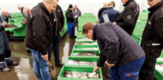 Kassevaskeri hos Hirtshals Fiskeriforening får støtte fra FiskeriLAG Nord